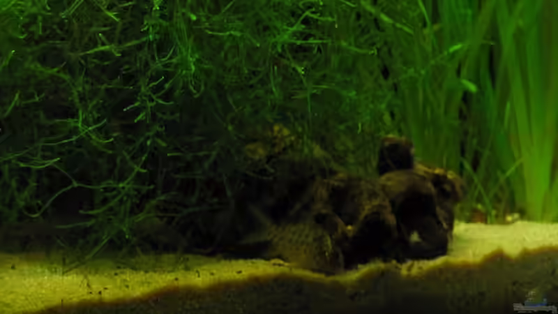 Sandecke von Frances (7)