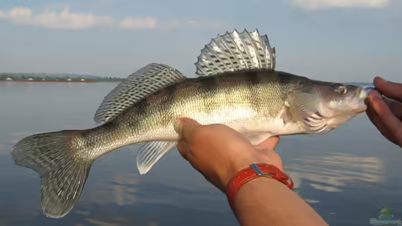 Sander volgensis: Der Wolgazander wird als invasive Art zum Problem