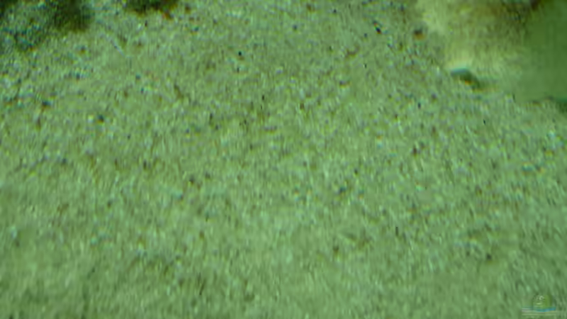 Sandfarbe richtig beleuchtet von DER YBBSTALER (11)