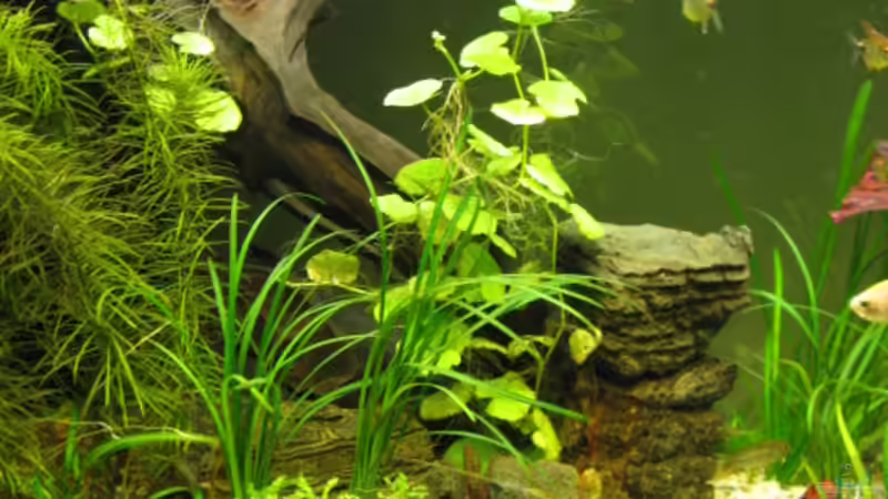 Sandfläche mit Pagodengestein von Florian Freyer (5)