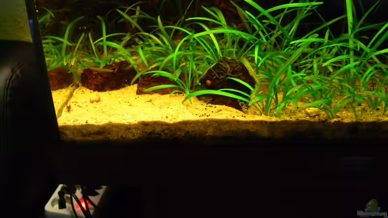 Sandfläche zum wühlen und Futterplatz von derflo (3)