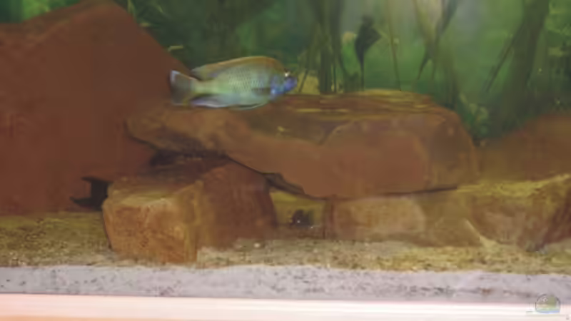 Sandgestein Aufbauten linke Beckenseite von Andreas Rode (6)