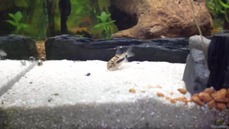 Sandkasten für die Panzerwelse von ChrisW (6)