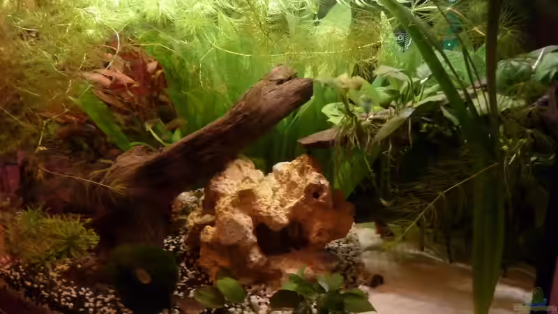 Sandkasten für Welsis von Martin W. (2)