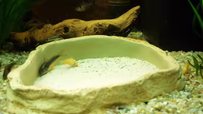 Sandkasten (Terrarium-Schale) von Theresa Horak (4)