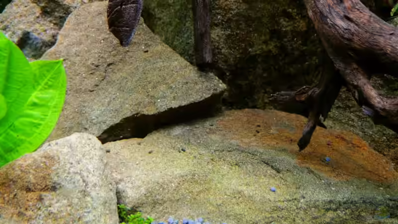 Sandstein von Sambia (48)