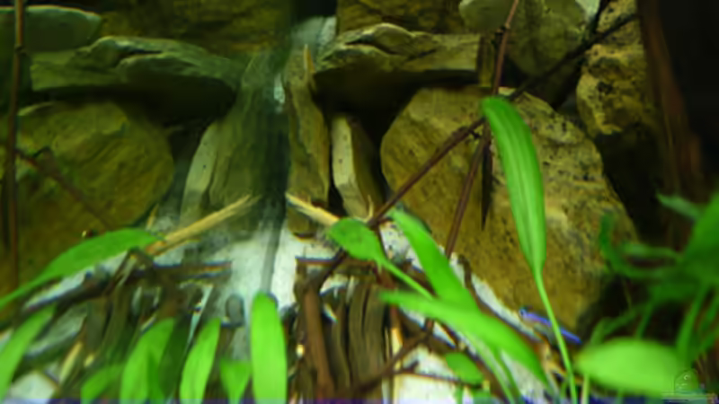 Sandsteinhaufen von Cichlid Power (30)