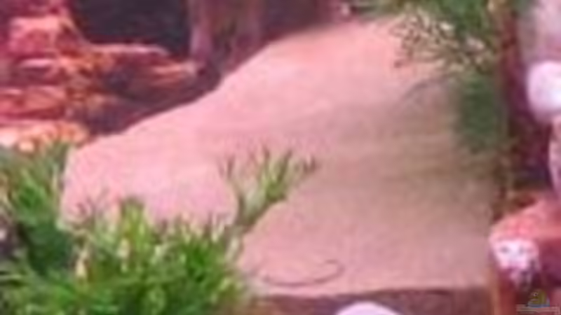 Sandsteinstück (Lieblingsplatz der Panzerwelse) von Gaspode (14)