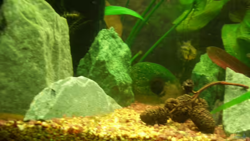 Sandstraße mit Steinen für Panzerwelse von Sabrina (2)