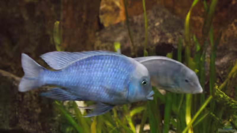 Sandtaucher und Folgerfische aus dem Malawisee: Rückschlüsse für die Aquarienhaltung