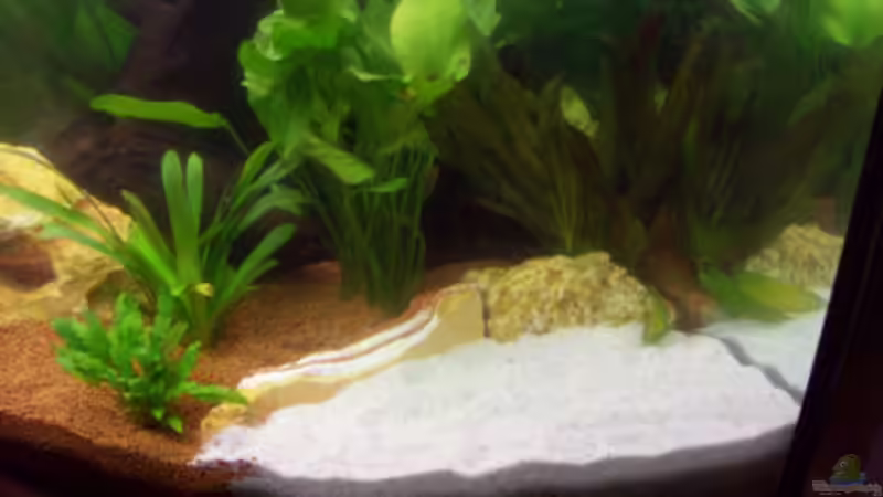 Sandzone für Corydoras von Andreas Schneider (5)