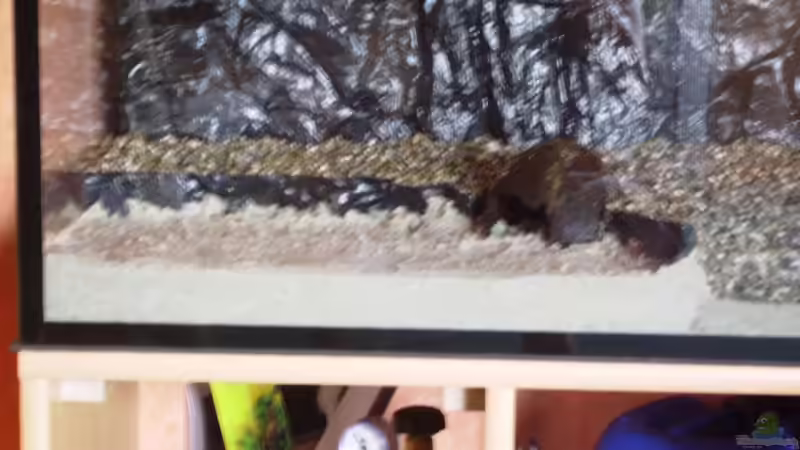 Sandzone für meine Welse von Thomas Gornioczek (4)