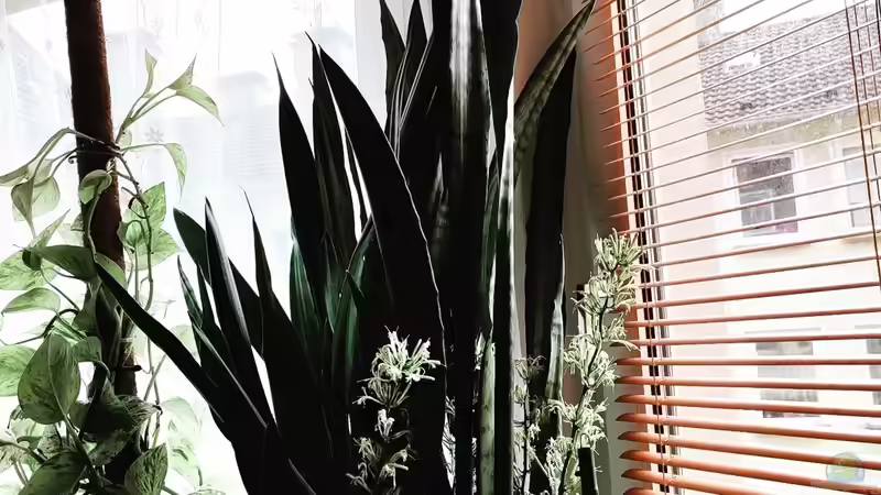 Sansevieria / Bogenhanf, Schwiegermutterzunge