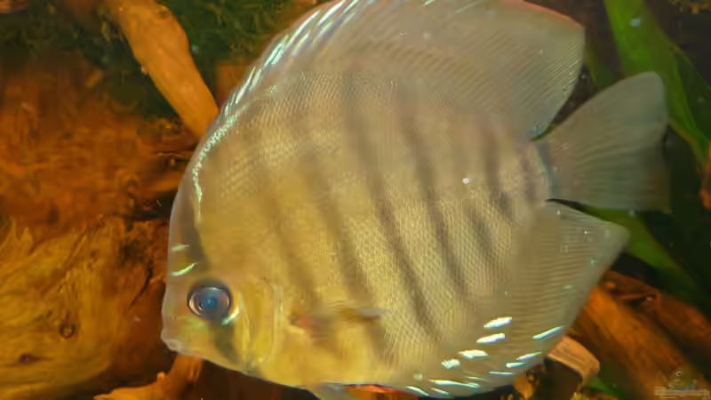 Santarem (braun) von carkl (31)