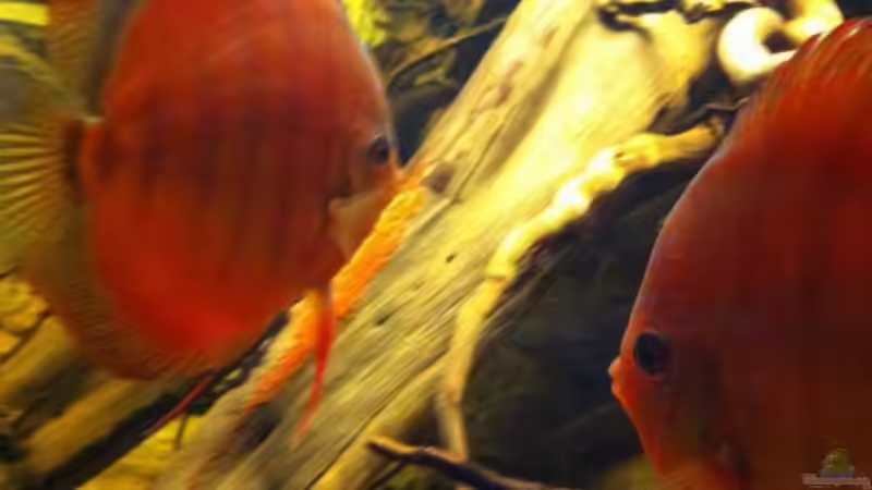 Santarem Pärchen mit Laich von matthiasm (21)