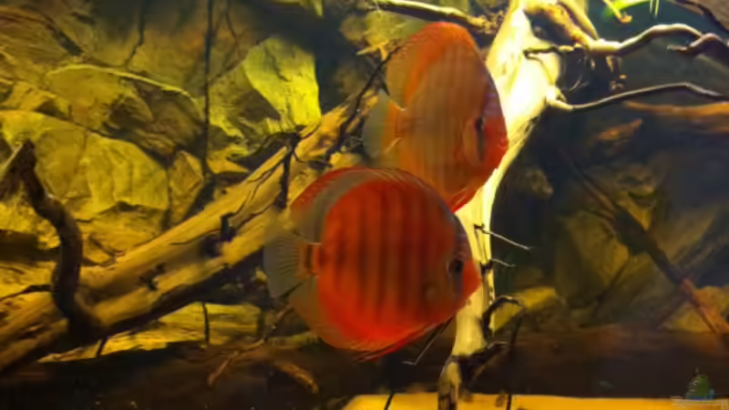 Santarem Pärchen von matthiasm (18)