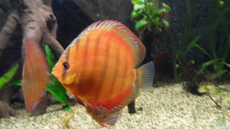 Santarem von Discus (27)