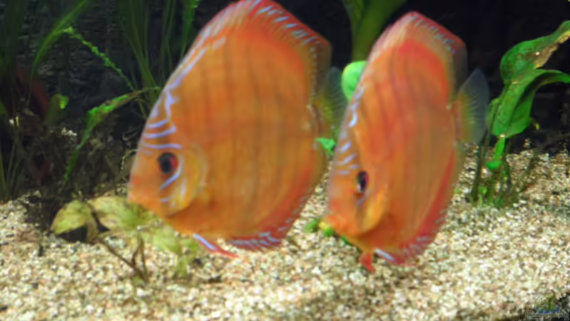 Santarem von Discus (28)