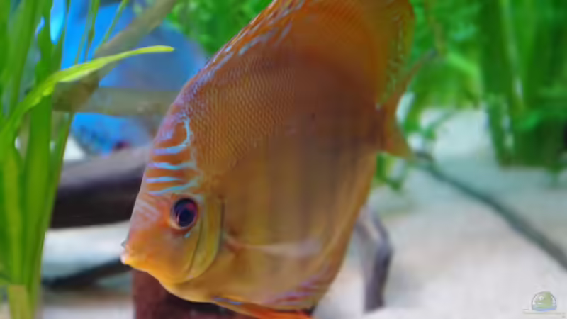 Santarem von patgott (12)