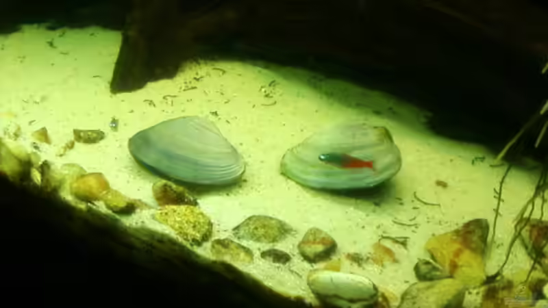 Saphirmuscheln von Bernd St. (8)