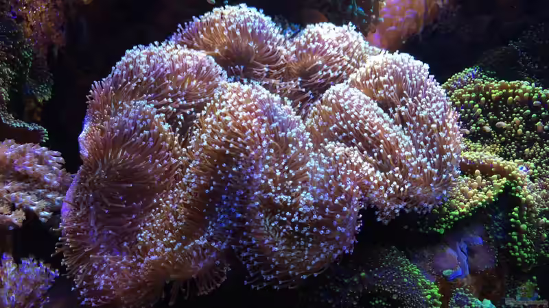 Sarcophyton ehrenbergi - Pilzlederkoralle von Holger Höhn (21)