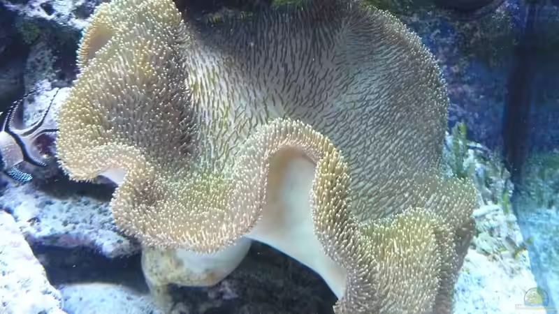 Sarcophyton glaucum - Pilz Lederkoralle ca 40cm  von Truthahnmann (99)