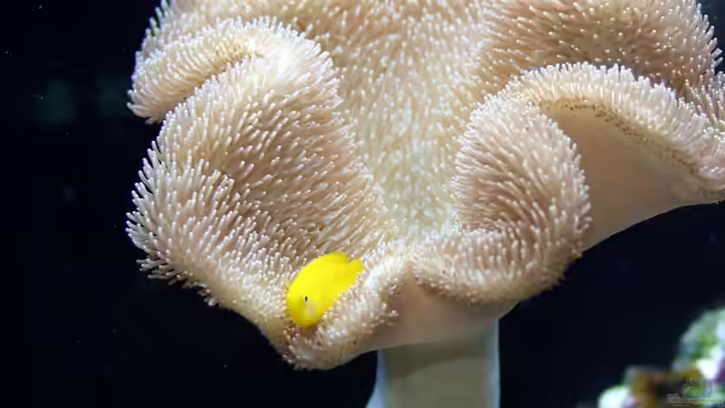 Sarcophyton glaucum mit Gobiodon okinawae von Uwe Zawadski (17)