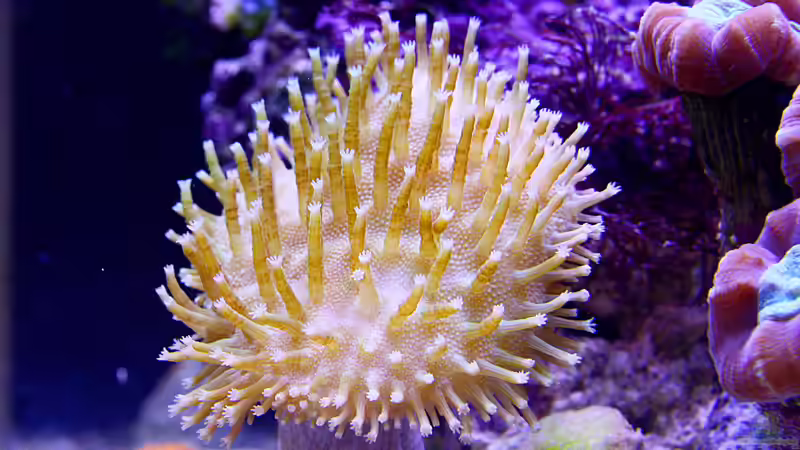 Sarcophyton in ´grün´ sieht man so nicht, aber immerhin Fluoresziert es bei Blauchlicht von Nano Jojo (14)