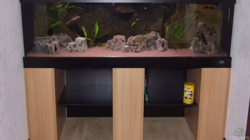 Sarcophyton sp. - Lederkoralle Ableger von Christian Dresel (15)