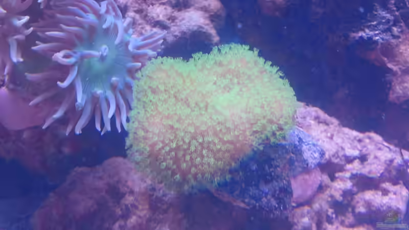 Sarcophyton sp. - Lederkoralle von David F. (24)