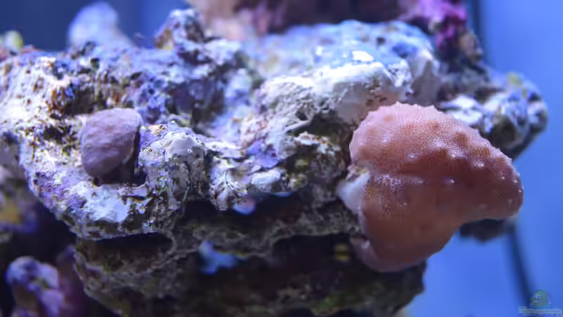 Sarcophyton sp. von Junglist (24)