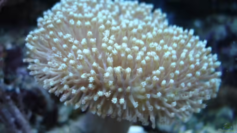 Sarcophyton spec. Lederkoralle von hej kompisar (23)