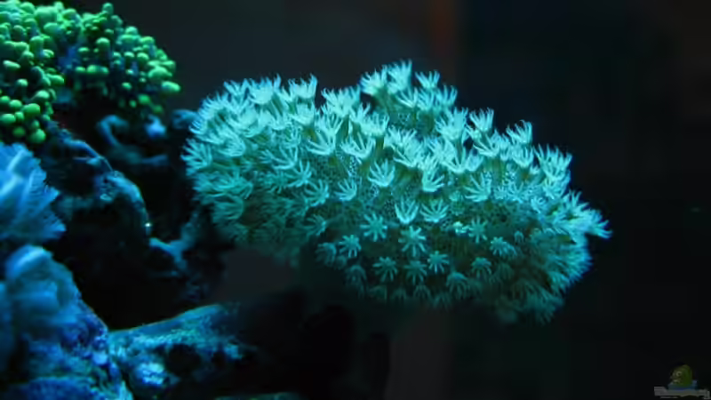 Sarcophyton spec. von Petra Kallmeyer (12)