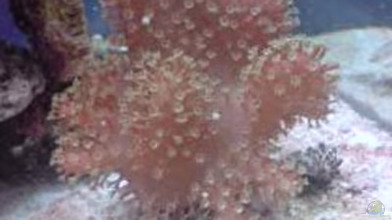 Sarcophyton von tigger69 (12)