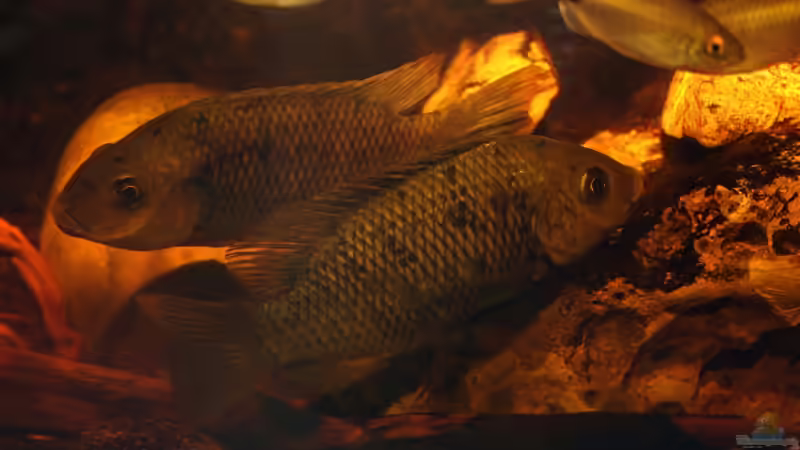 Sarotherodn Pärchen von Stanislav Kislyuk (18)