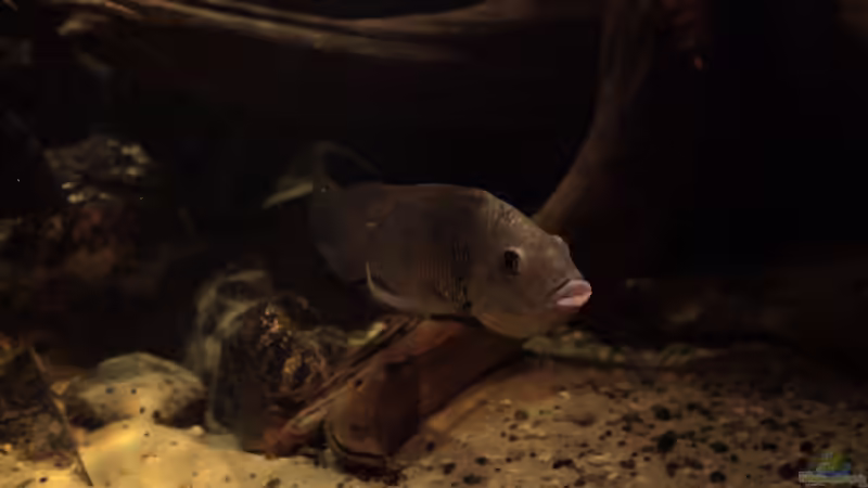 Sarotherodon galilaeus multifasciatus von Stanislav Kislyuk (26)