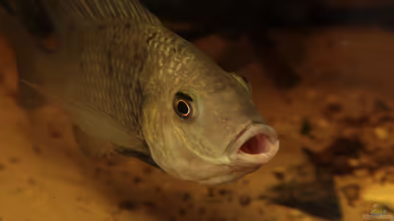 Sarotherodon galilaeus multifasciatus von Stanislav Kislyuk (34)