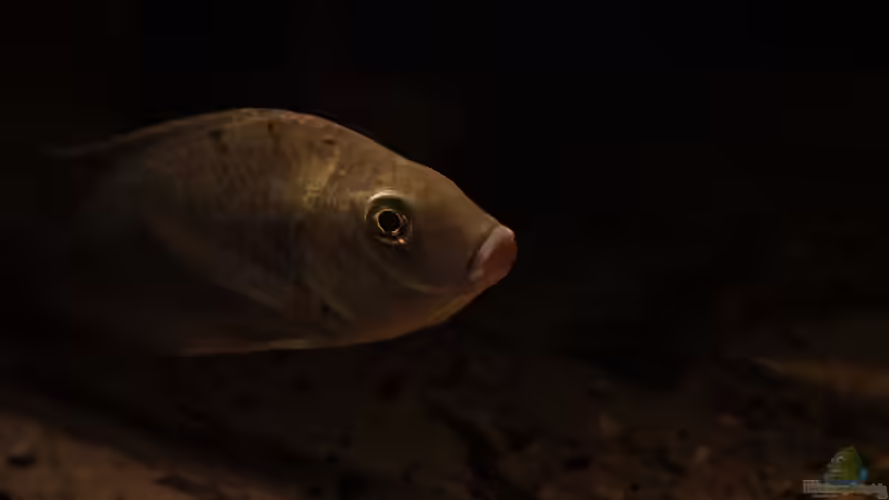 Sarotherodon galilaeus im Aquarium halten (Einrichtungsbeispiele für Prachtmaulbrüter)