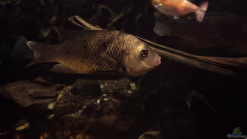 Sarotherodon galilaeus im Aquarium halten (Einrichtungsbeispiele für Prachtmaulbrüter)