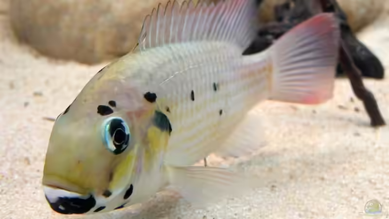 Sarotherodon melanotheron melanotheron von Christian Rieke (9)