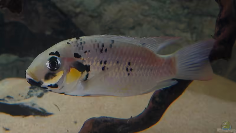 Sarotherodon melanotheron im Aquarium halten (Einrichtungsbeispiele für Blackchin tilapia)