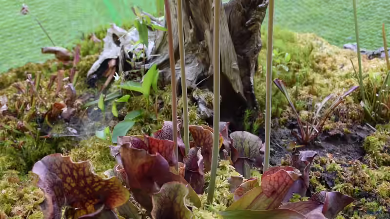 Sarracenia purpurea im Garten pflegen (Einrichtungsbeispiele mit Purpur-Schlauchpflanze)