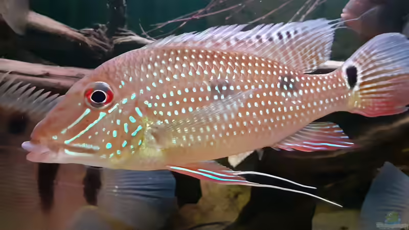 Einrichtungsbeispiele für Satanoperca daemon (Dreifleck-Erdfresser)