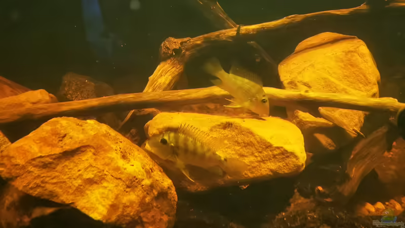 Satanoperca jurpari von Thomas Michel (69)