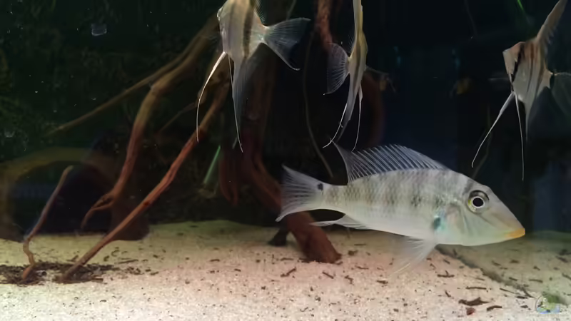 Satanoperca Jurupari  von Feeng (3)