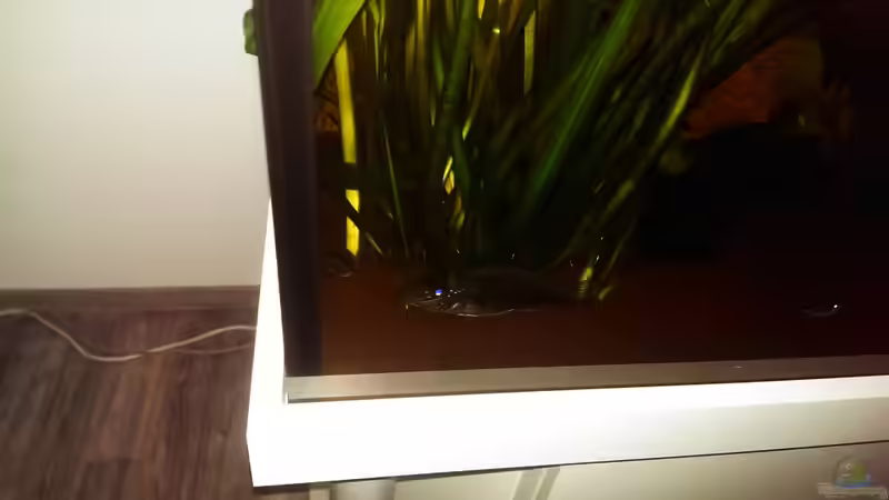 Satanoperca-Arten im Aquarium halten (Einrichtungsbeispiele für Teufelsangeln)