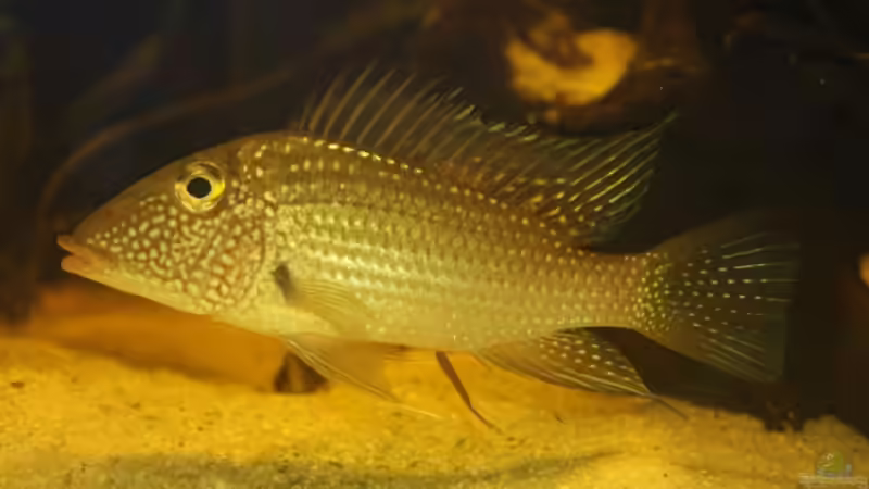 Satanoperca leucosticta von Barbara Langenberger (14)