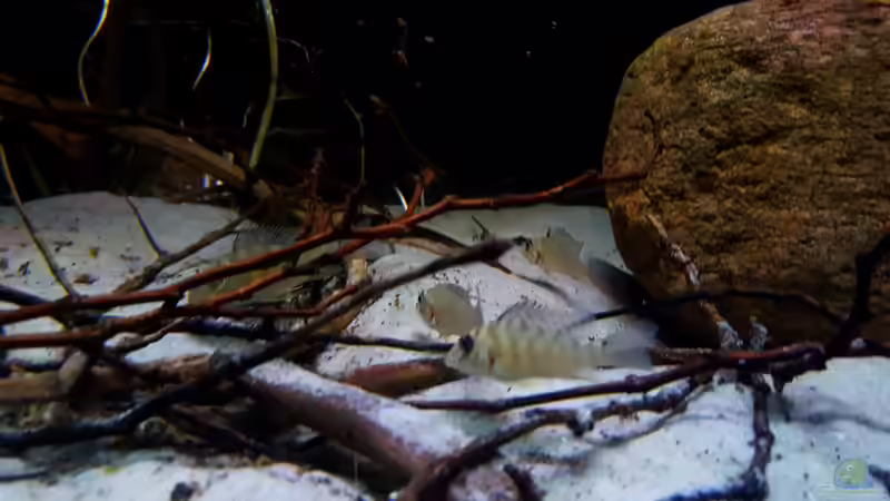 Satanoperca rhynchitis im Aquarium halten (Einrichtungsbeispiele für Satanoperca rhynchitis)