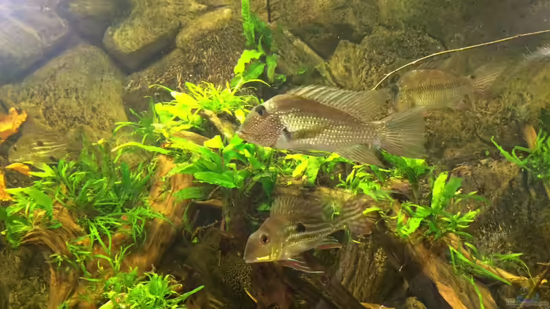 Satanoperca-Arten im Aquarium halten (Einrichtungsbeispiele für Teufelsangeln)