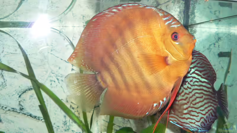 satte 18 cm Curipera  :-)) von Uwe W (40)